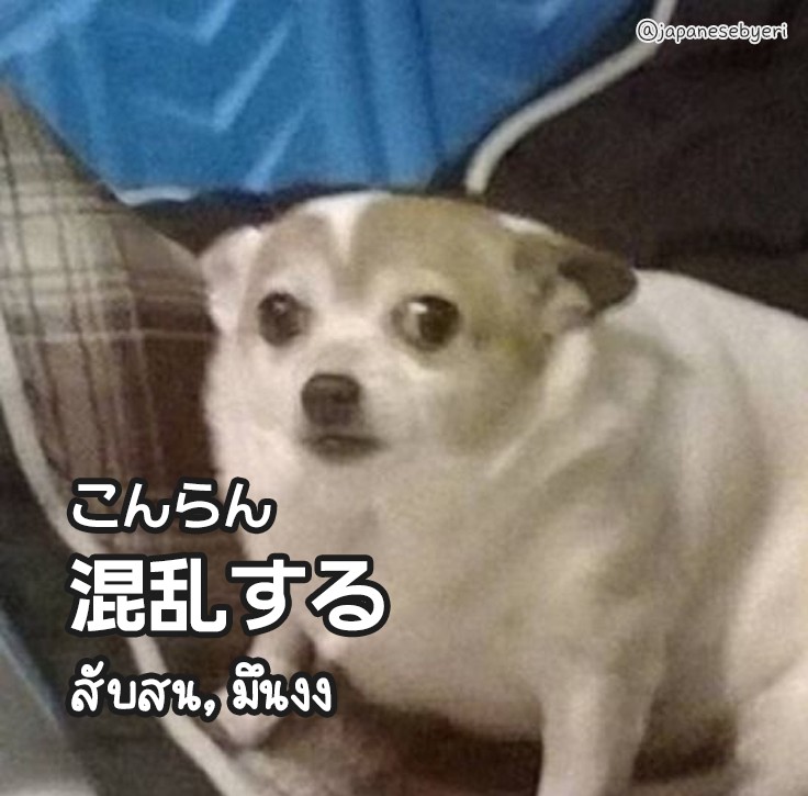 混乱するチワワ