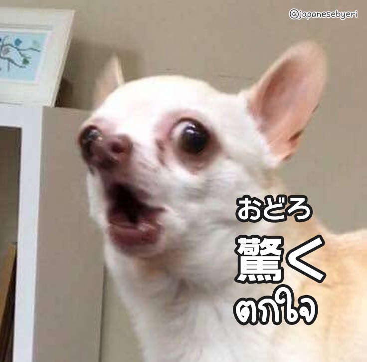 驚くチワワ