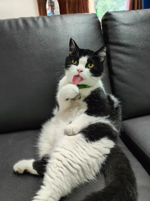 タイの変な形の猫6