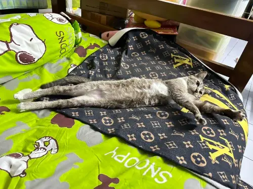 タイの変な形の猫4