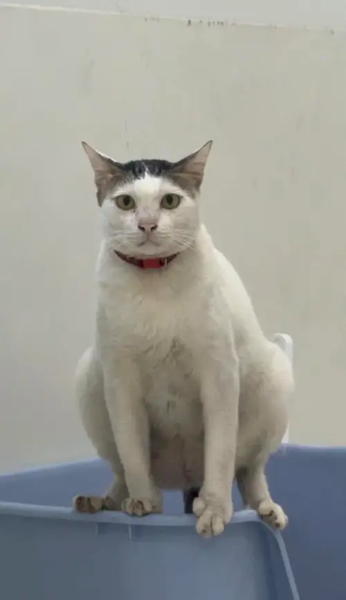 タイの変な形の猫9