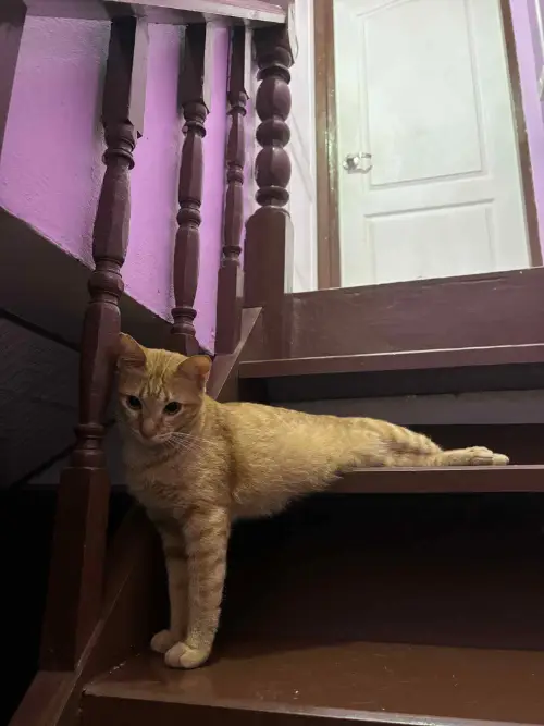 タイの変な形の猫1