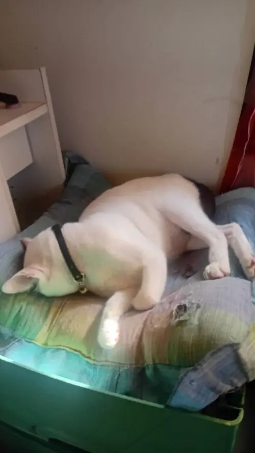 タイの変な形の猫8