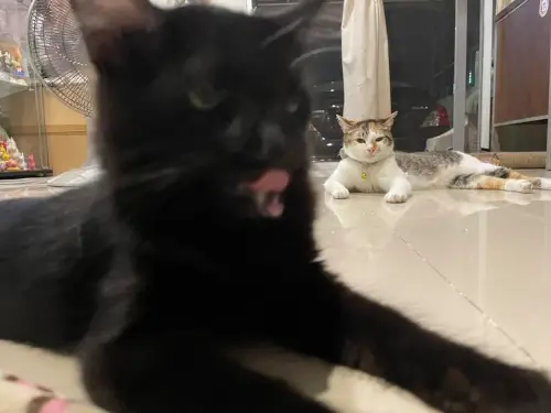 タイの変な形の猫11