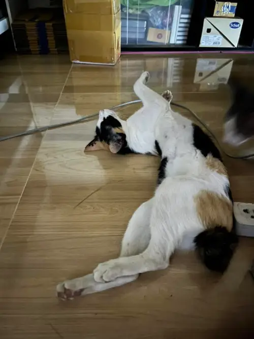 タイの変な形の猫12
