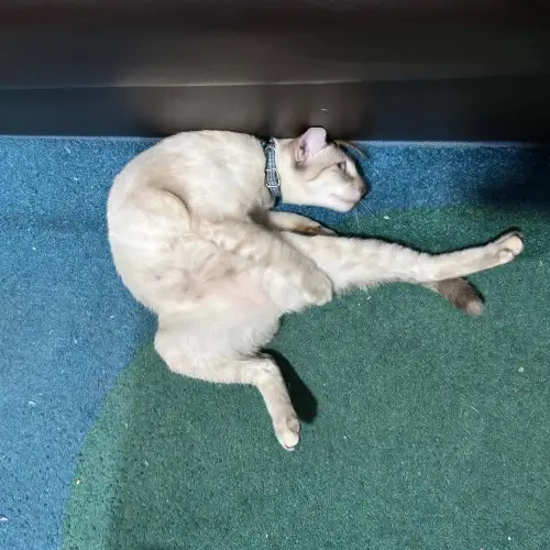 タイの変な形の猫3