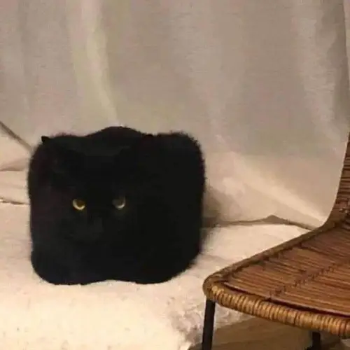 タイの変な形の猫5