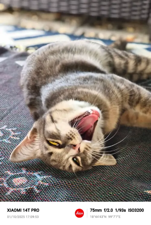 タイの変な形の猫10