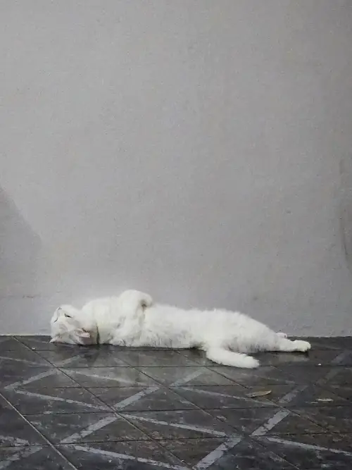 タイの変な形の猫7