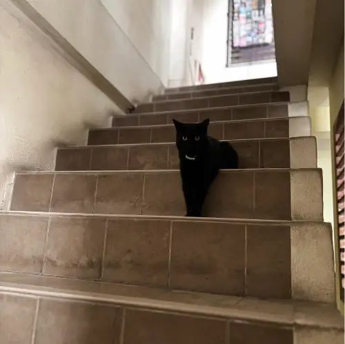 タイの変な形の猫2